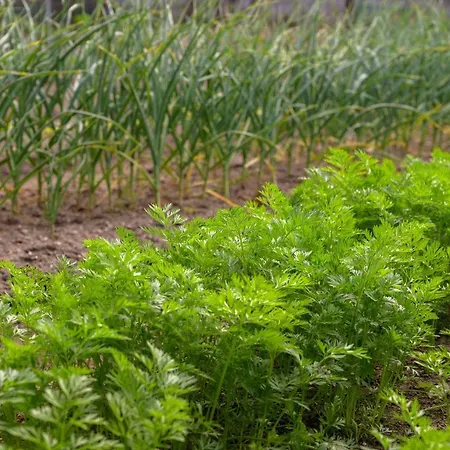 Komitsa Luxury Nea Roda