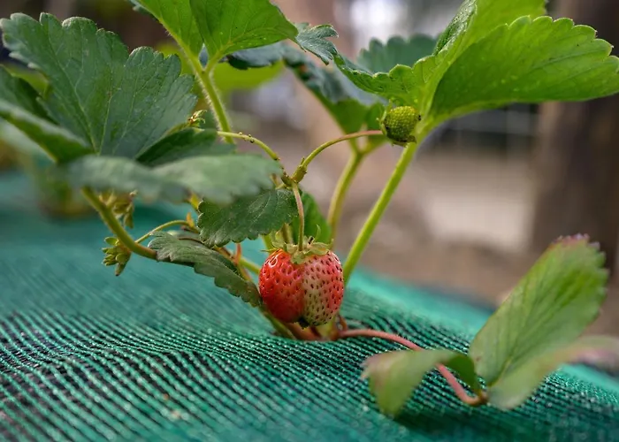 Apartahotel Komitsa Luxury 3*