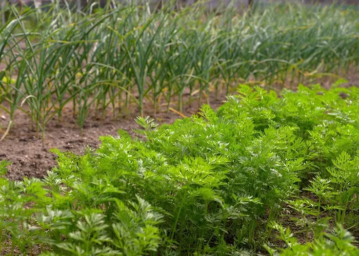 Komitsa Luxury Nea Roda