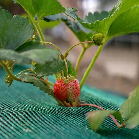 Hotel de apartamente Komitsa Luxury 3*